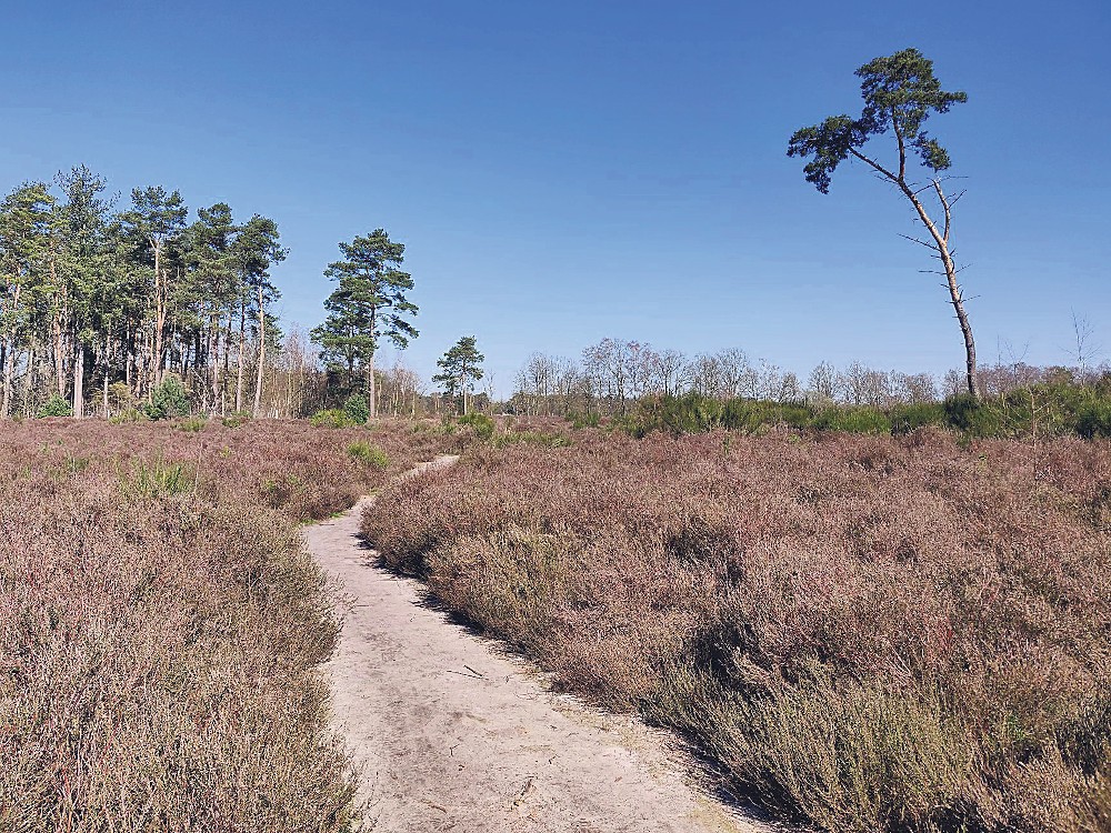het natuurgebied De Lierenman