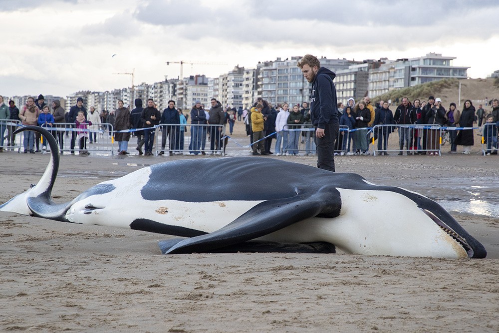 Orka in De Panne