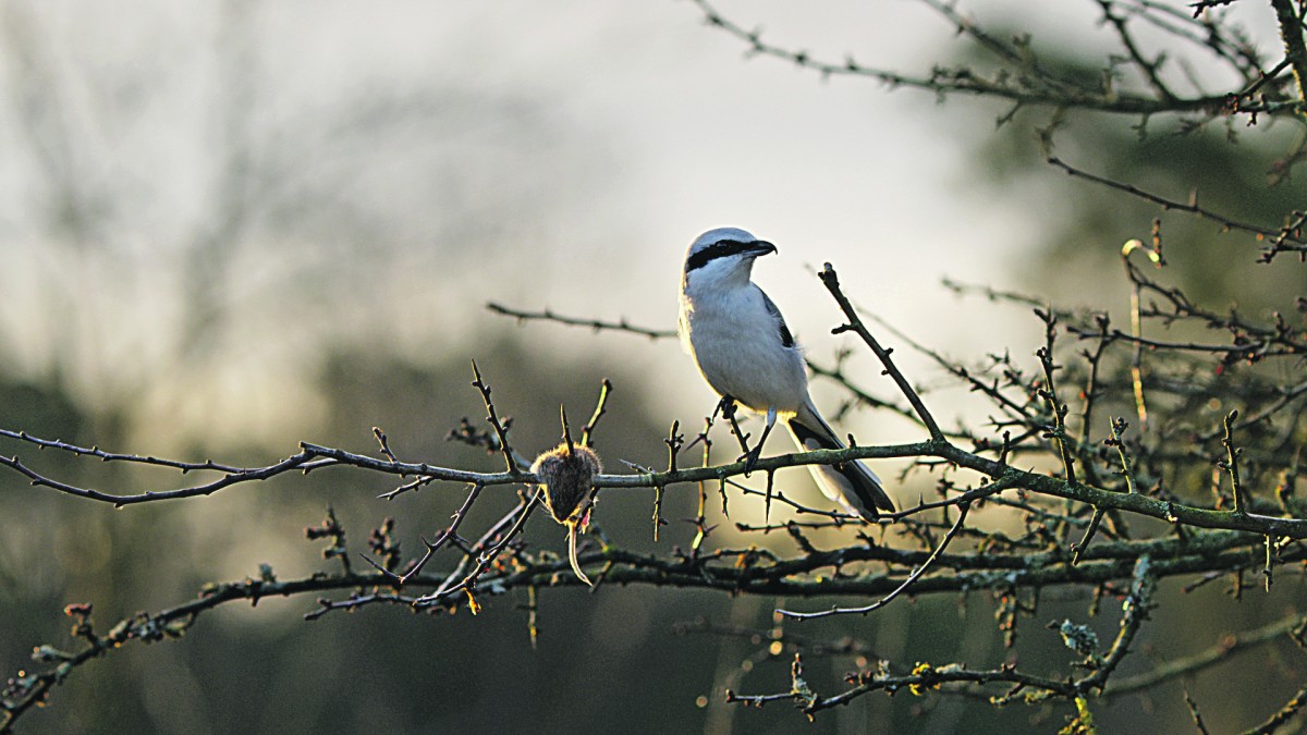 een vogel in onze natuur