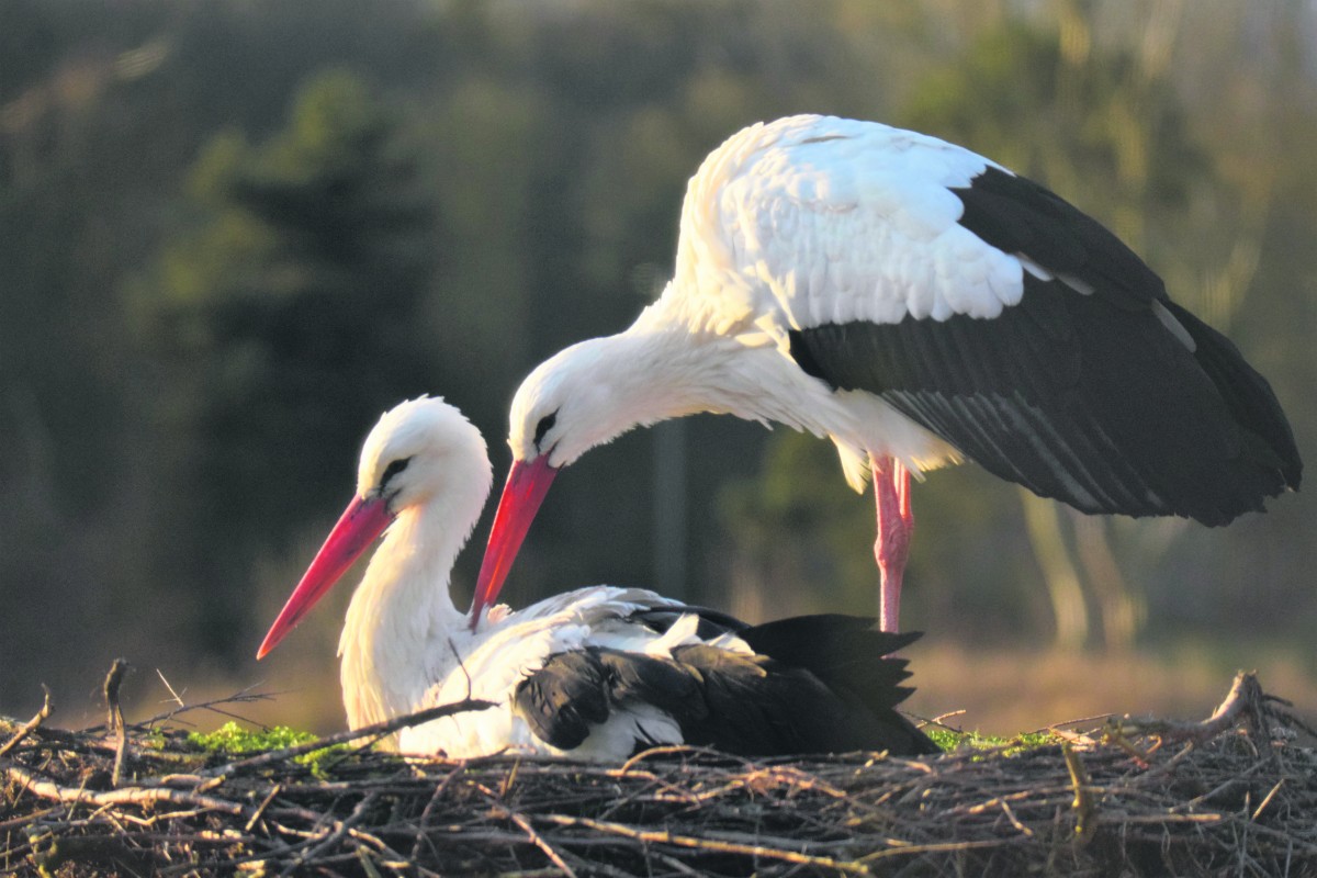 ooievaars in hun nest