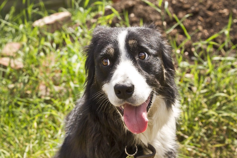 hond