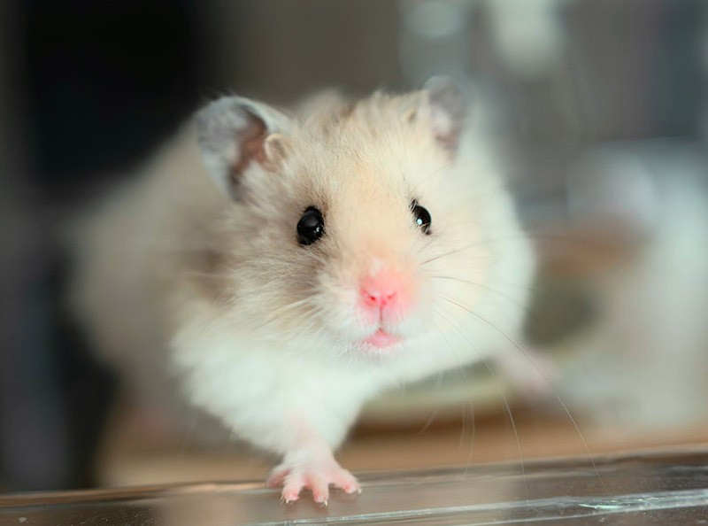 Hamster