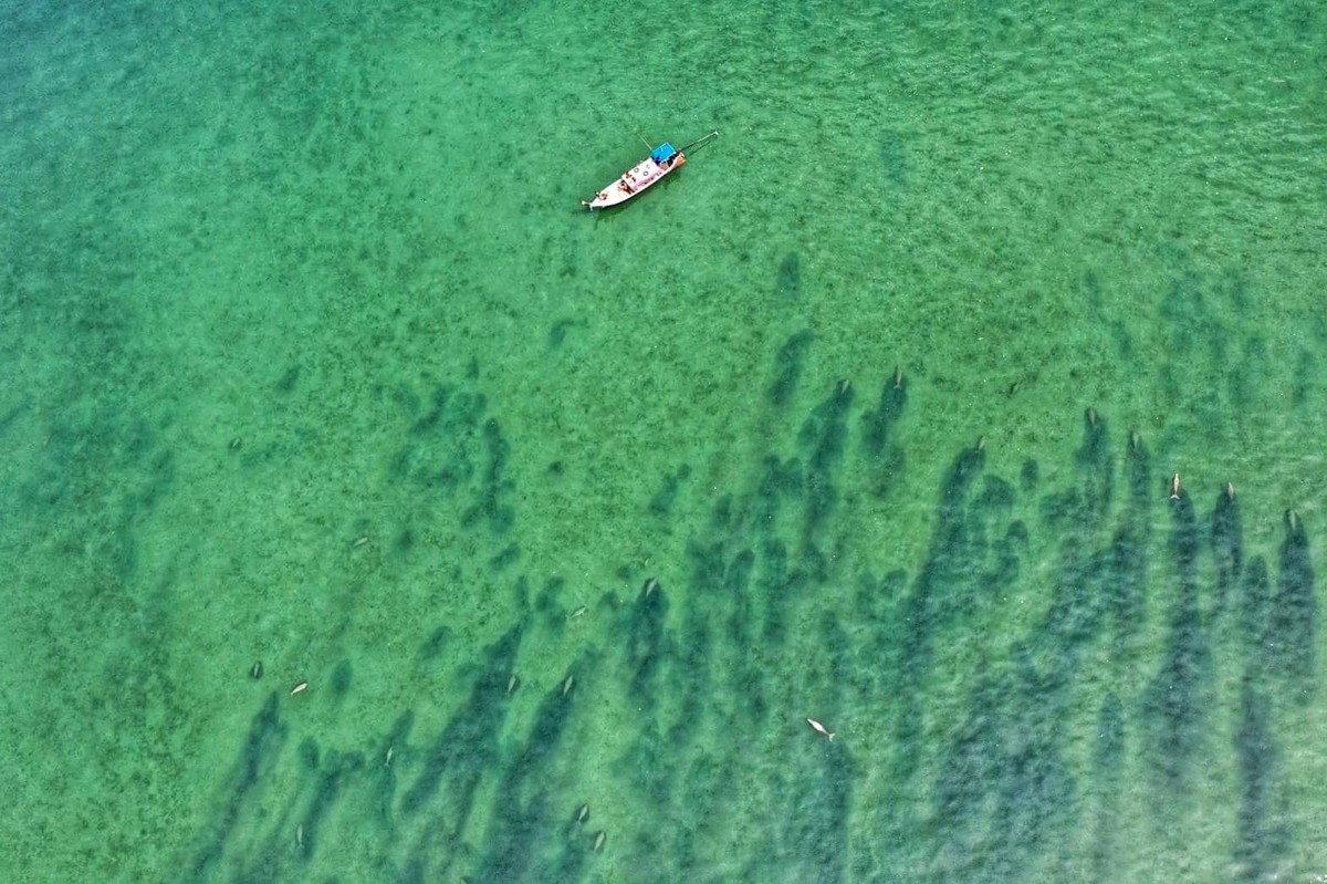 Zeekoeien in Thailand