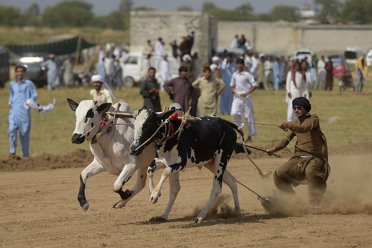 een man achter twee stieren