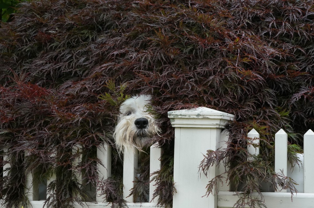 een hond in een haag