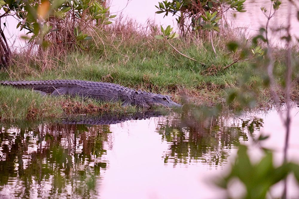 een alligator