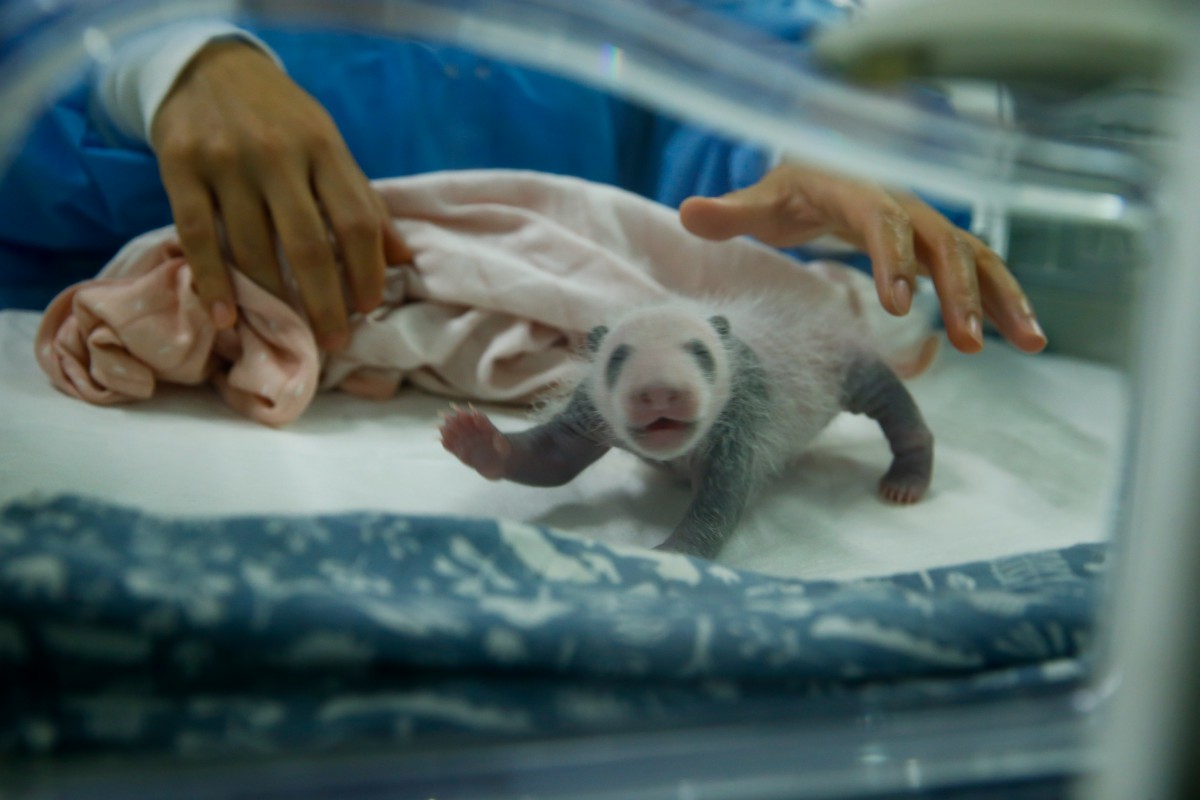 babypanda's