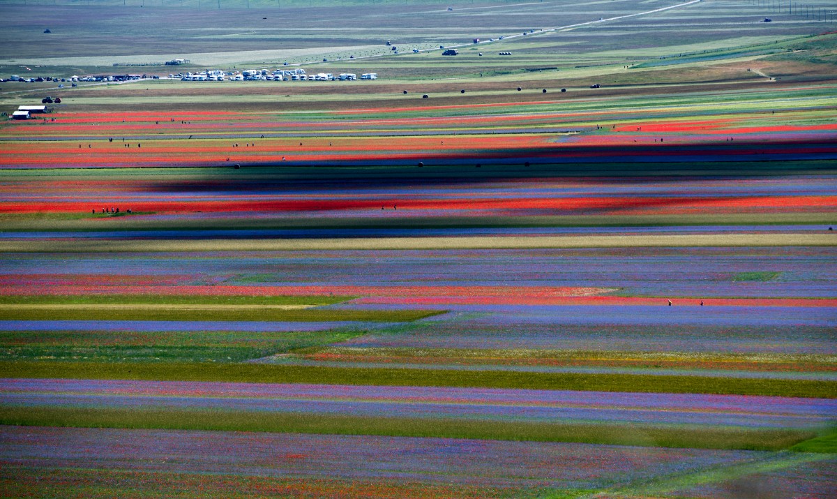veld vol gekleurde bloemen