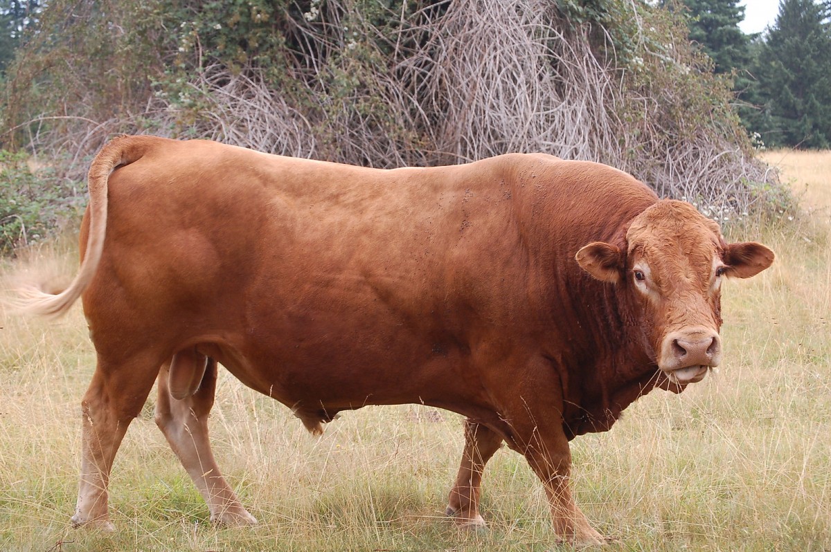 een bruine stier