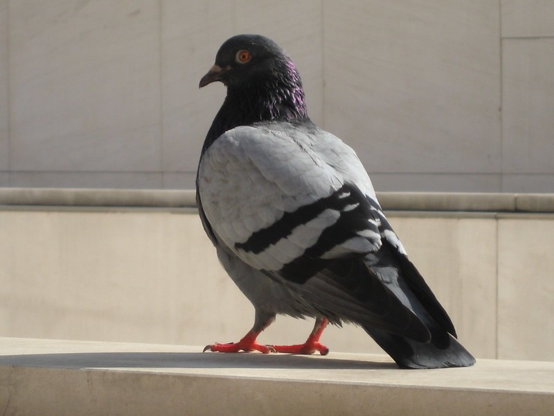 een duif
