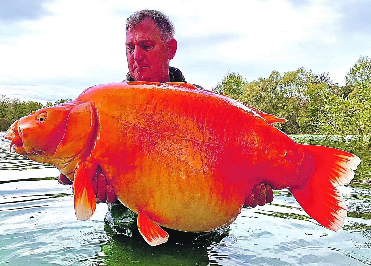 een gigantische goudvis