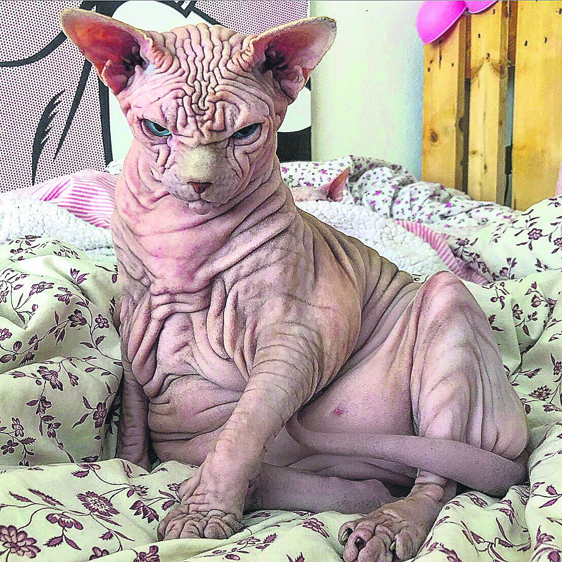Xherdan de naaktkat