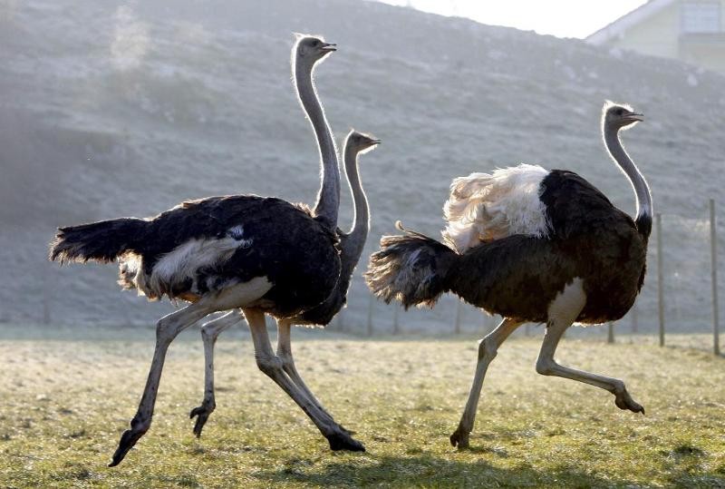 struisvogels lopen in de natuur