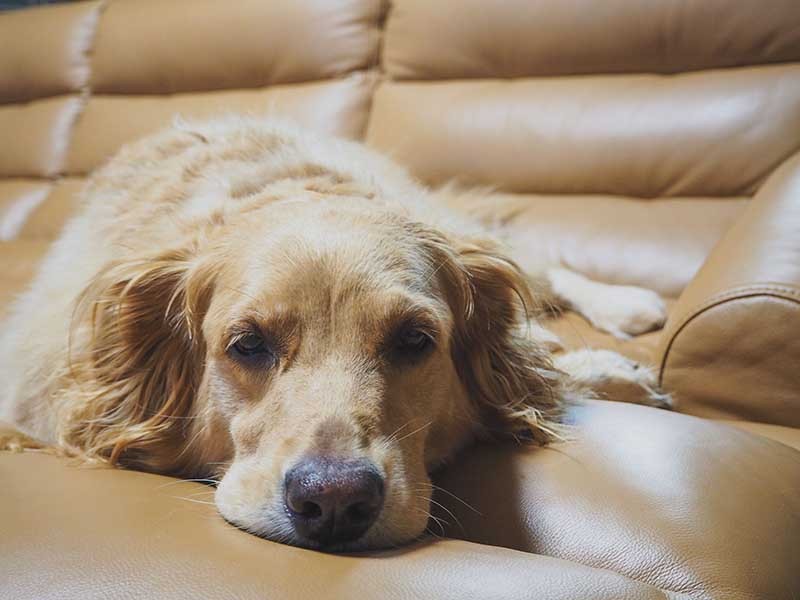 hond op sofa