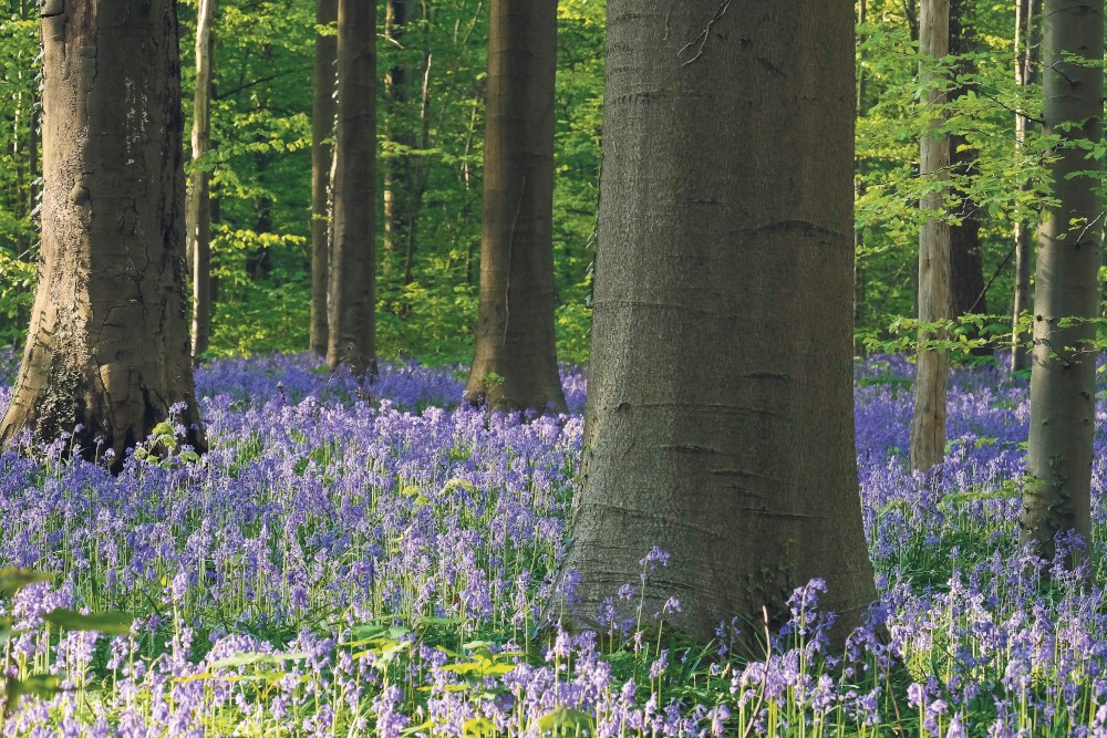 blauwe hyacinten in het bos