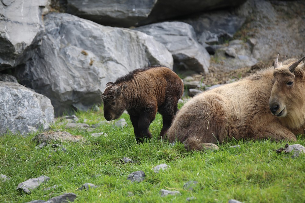 kleine gouden takin en oudere gouden takin
