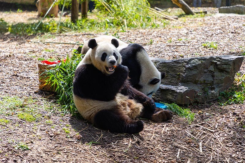 panda's pairi Daiza