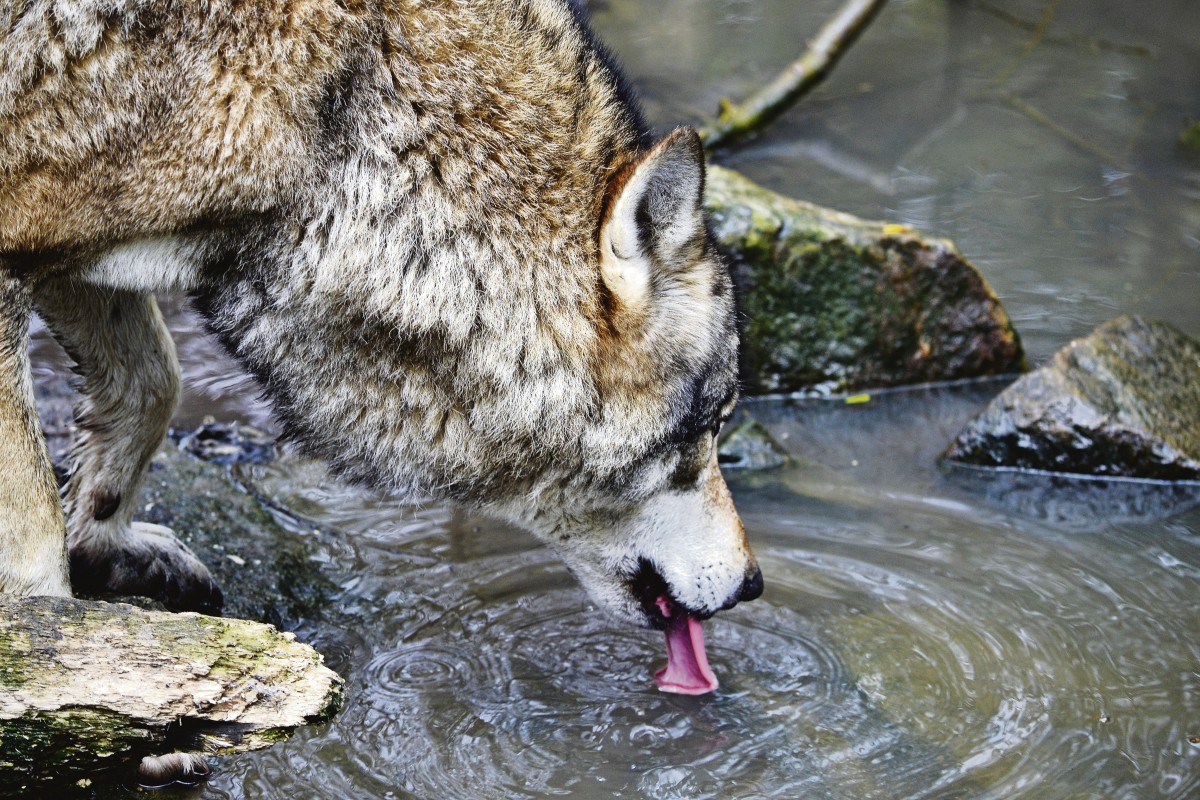 Wolf 