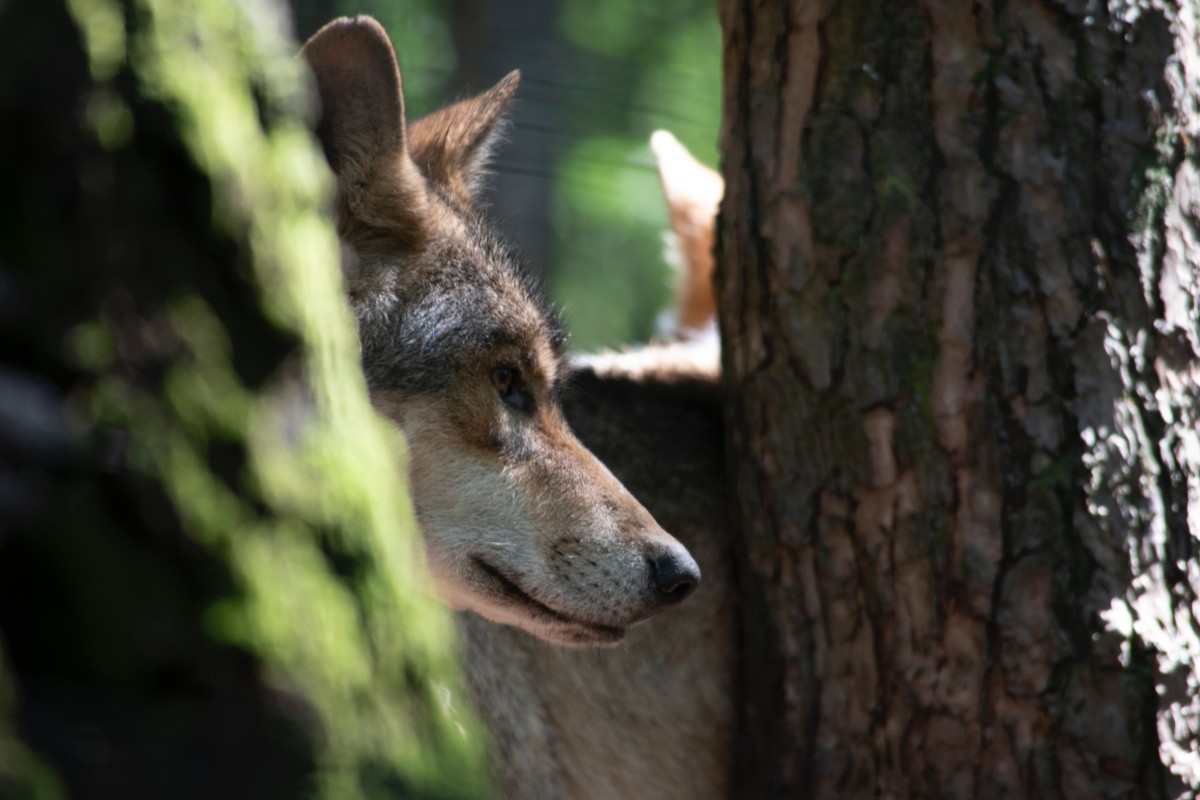 Wolf