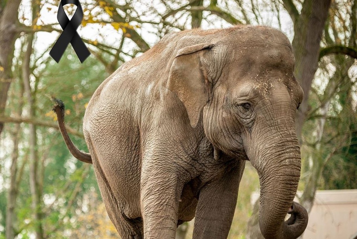 olifant Dumbo