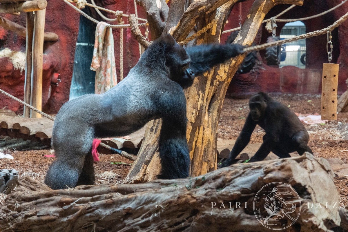 een gorilla