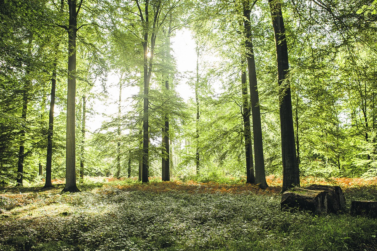 een bos