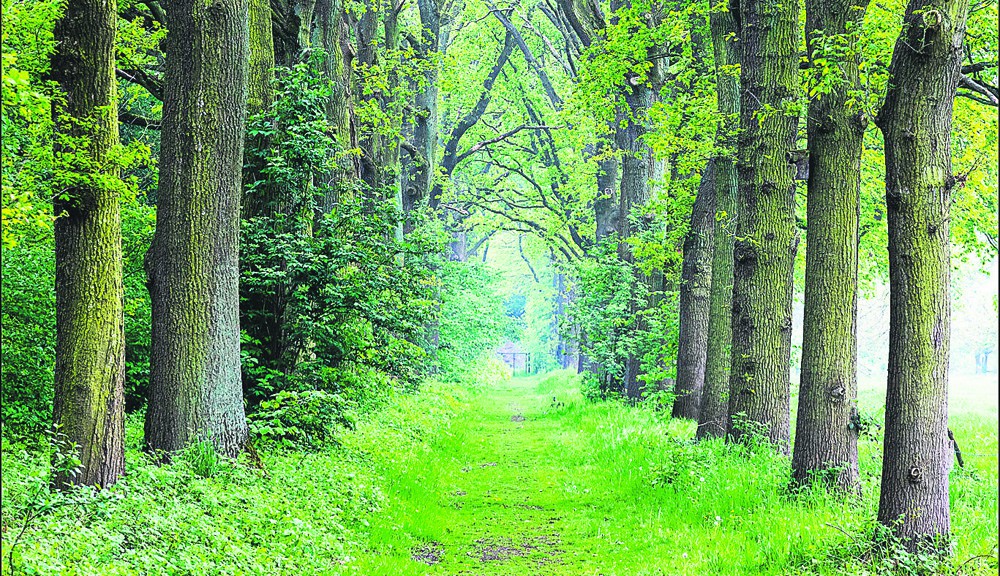 groen bos