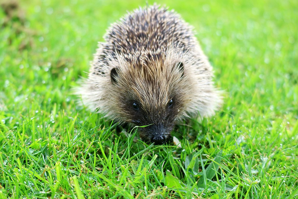 Een egel