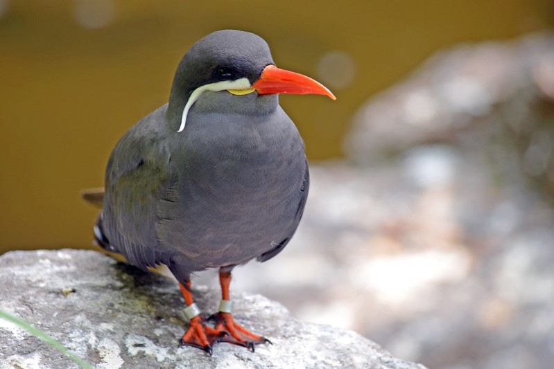 Een incasterne, een vogel uit verre landen