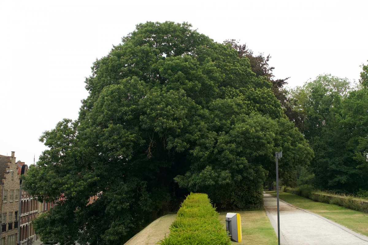 Kanstanjeboom in Ieper