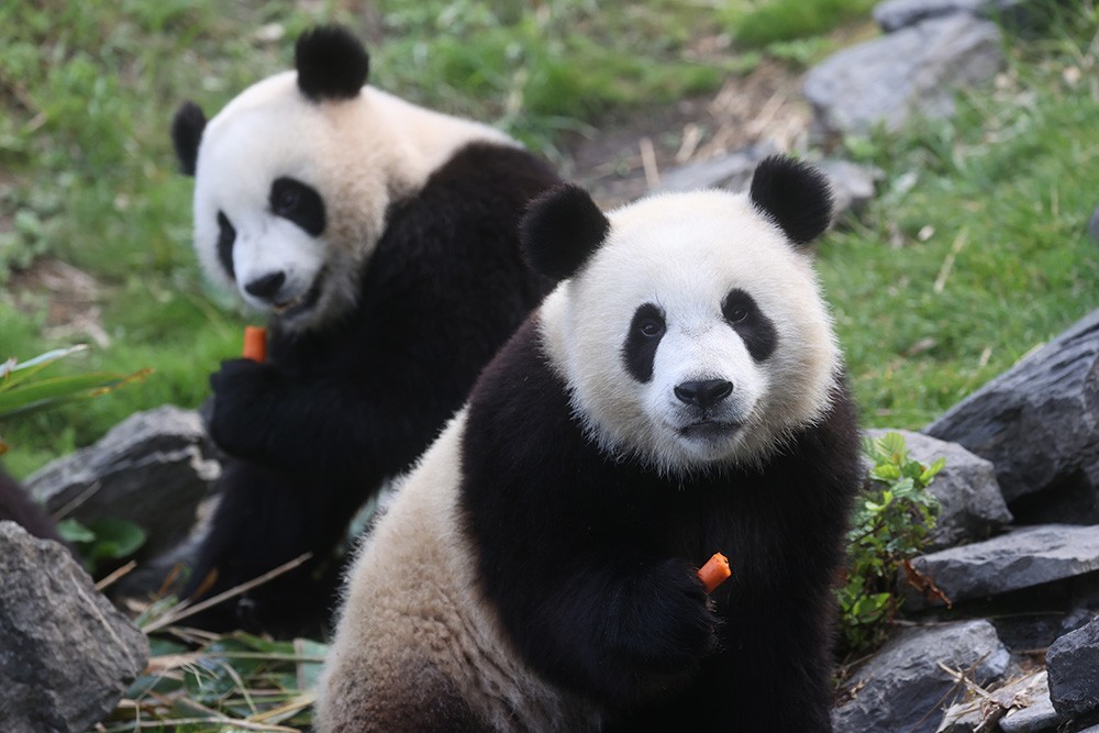Bao Di en Bao Mei