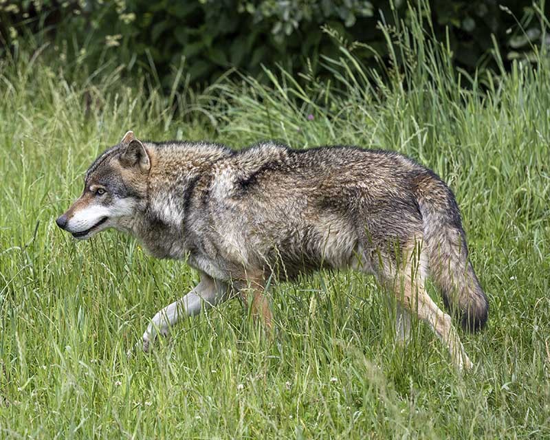 Wolf
