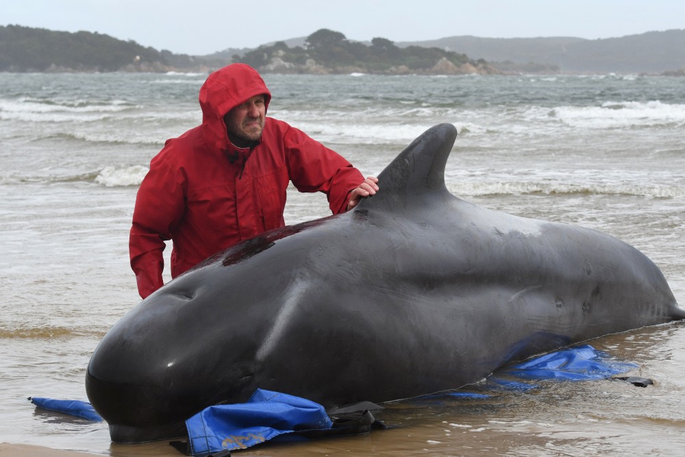 man met een walvis