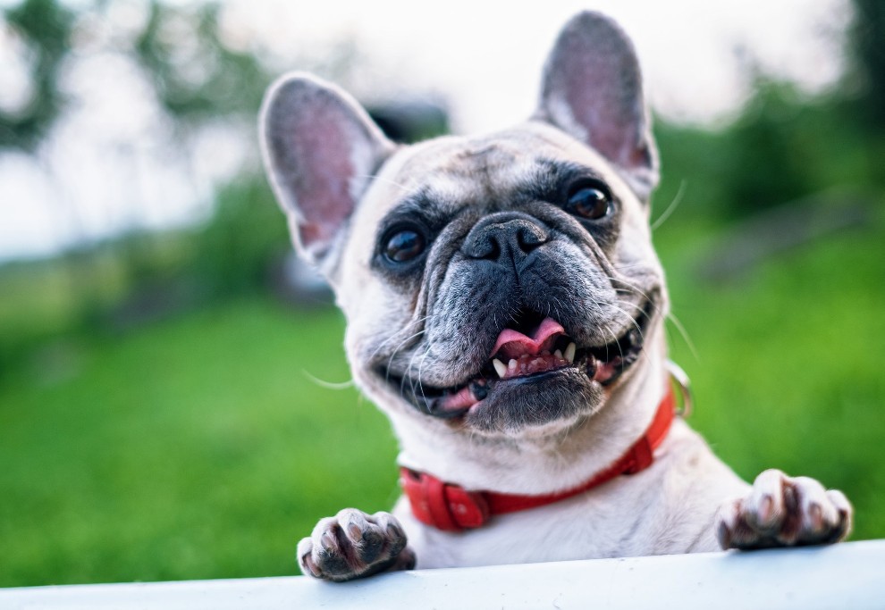 hond met een korte snuit