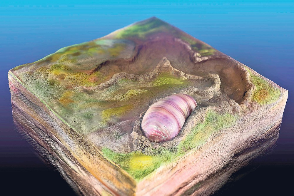 beeld van een oude worm
