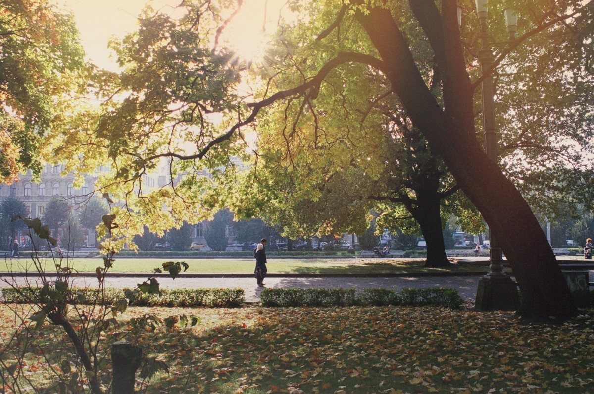 zon in het park