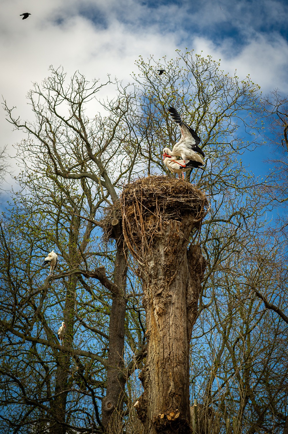 ooievaars in hun nest