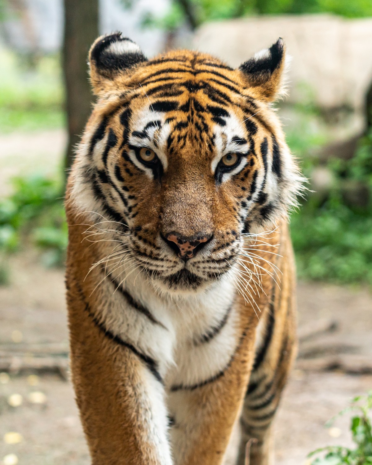 tijger