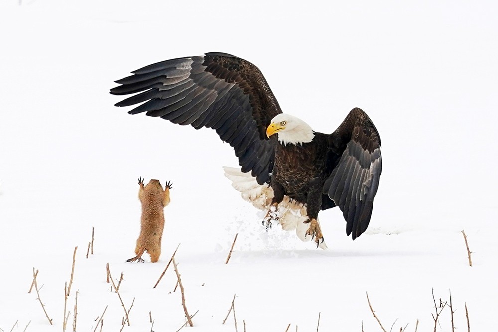 een arend en een marmot