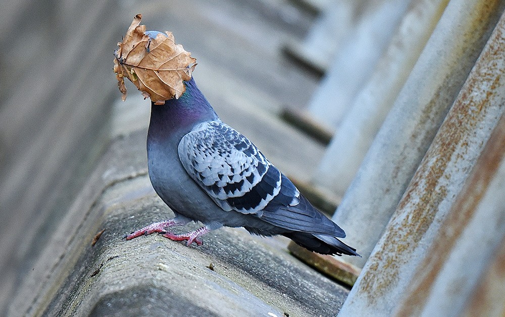 duif met een blad voor de ogen
