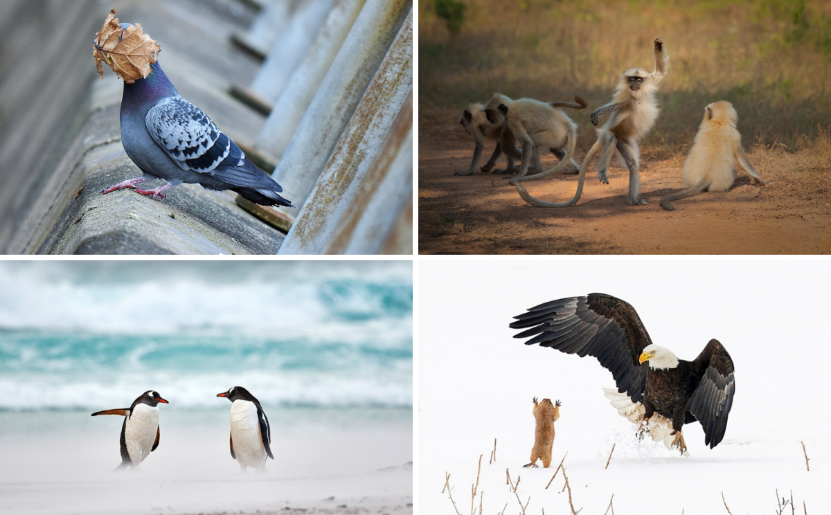 Comedy Wildlife- foto's