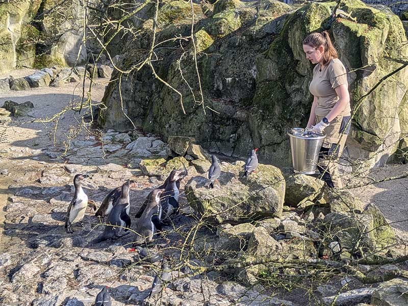 Pinguins Planckendael