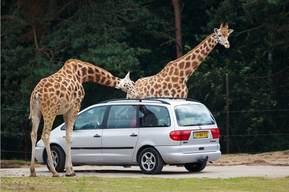 Dierenpark Beekse Bergen