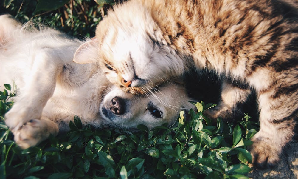 hond en kat
