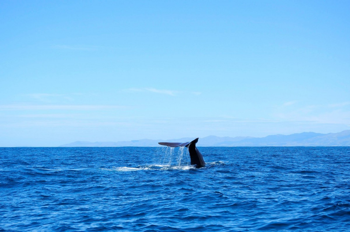 de start van een walvis